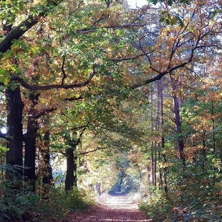 Vakantiehuis Op Rustig Bospark Veluwe Voorthuizen Εξωτερικό φωτογραφία