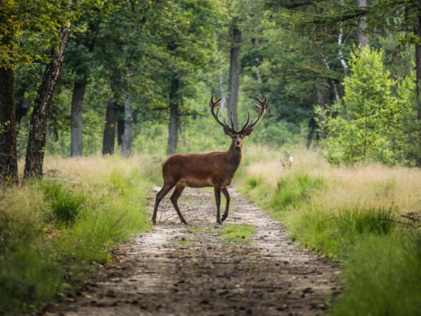 Vakantiehuis Op Rustig Bospark Veluwe Voorthuizen Εξωτερικό φωτογραφία